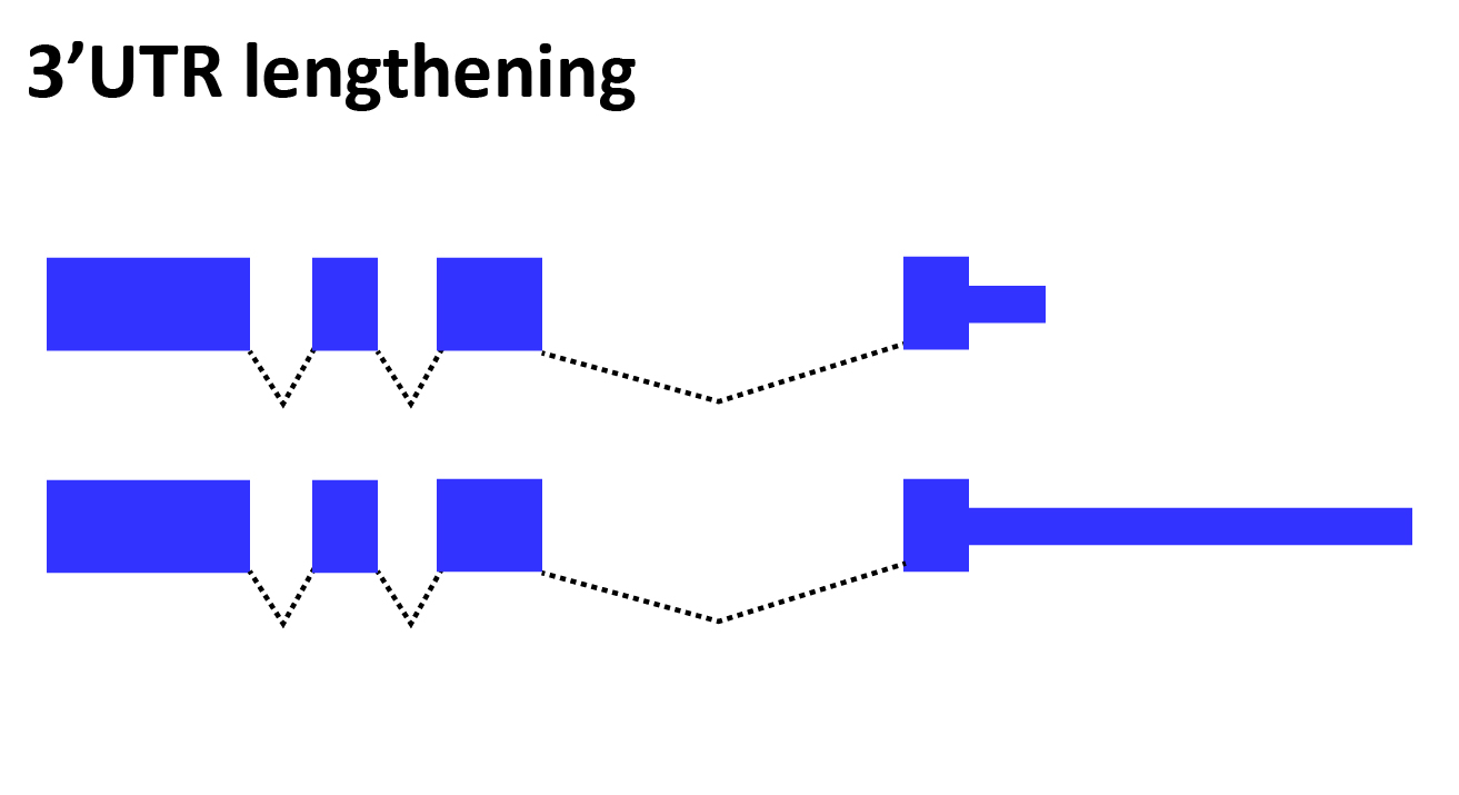 apa-06.jpg